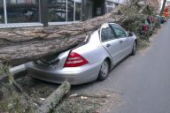 Arbre tombé qui écrase une voiture grise en ville